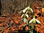 14 Bianchi bucanevi tra le foglie  baciati dal sole